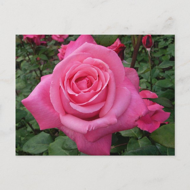 Ljust Rosa Ros Foto Vykort (Framsida)