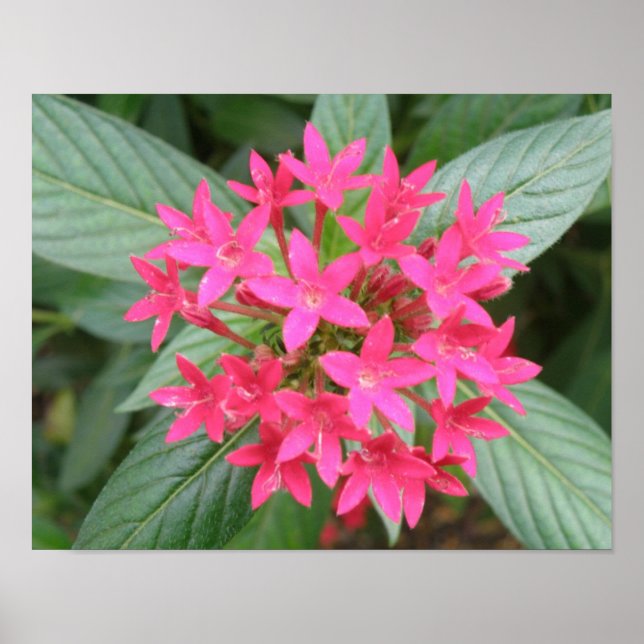 Ljust rosa tropiska blommor poster (Framsidan)