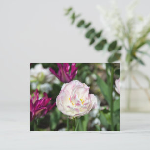 Ljust rosa tulpaner på en solig dag   vykort