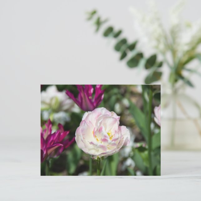 Ljust rosa tulpaner på en solig dag   vykort (Stående Fram)