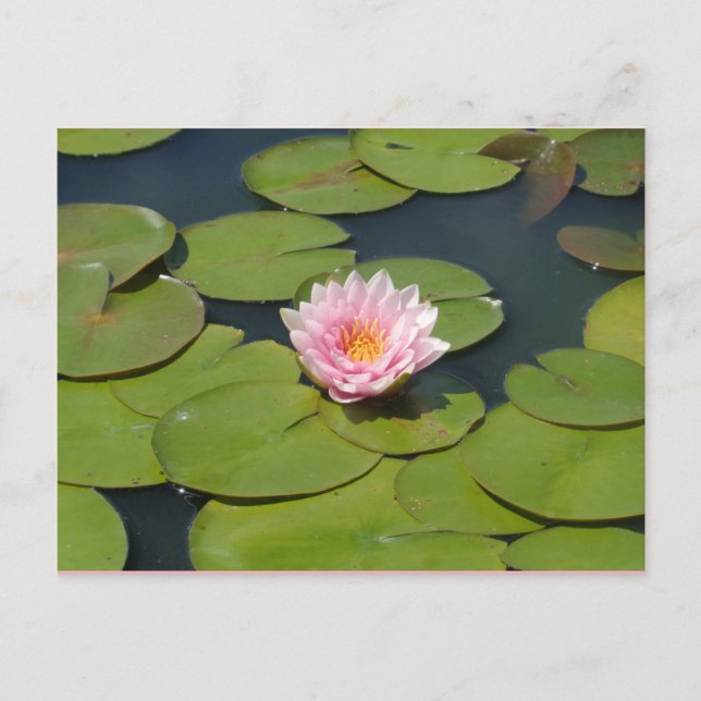 Ljust rosa vykort och vykort för Gult (Framsida)