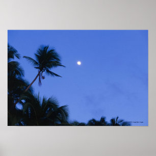 Ljust tänd måne, silhouette av kokosnötträd poster