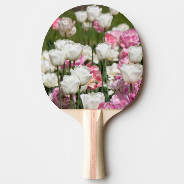 Ljust vita och rosa tulpaner på en solig dag    pingisracket (Framsidan)