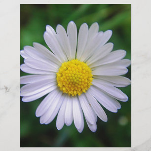 Ljusvit gult daisy