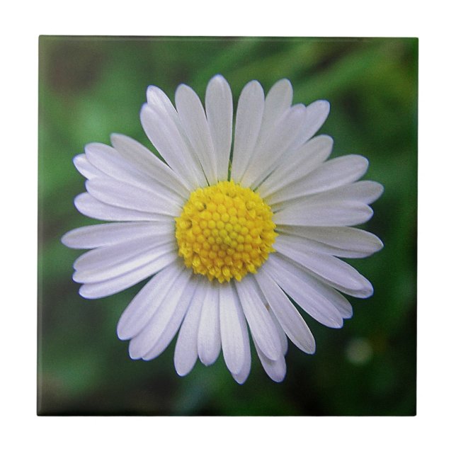Ljusvit gult daisy kakelplatta (Framsidan)