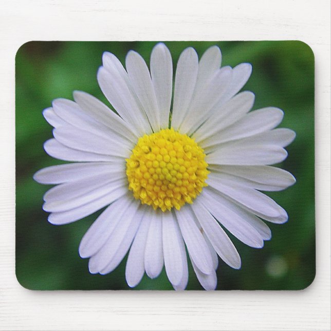 Ljusvit gult daisy musmatta (Framsidan)