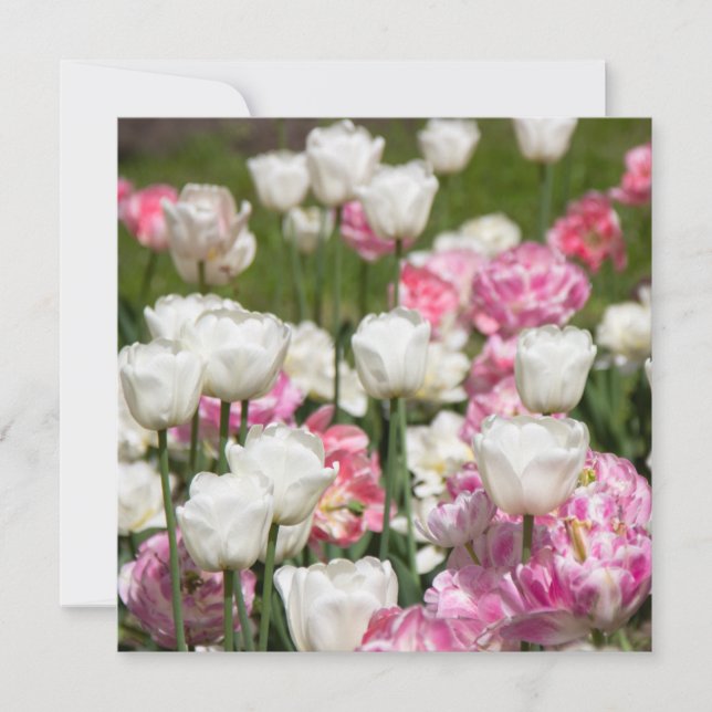 Ljusvita och rosa tulpaner på en solig dag (Framsida)