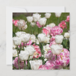 Ljusvita och rosa tulpaner på en solig dag