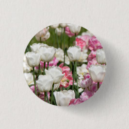 Ljusvita och rosa tulpaner på en solig dag knapp