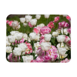 Ljusvita och rosa tulpaner på en solig dag magnet