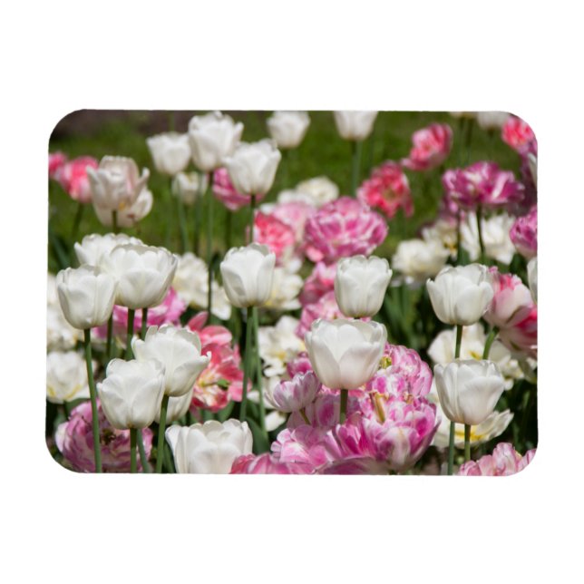 Ljusvita och rosa tulpaner på en solig dag magnet (Horisontell)