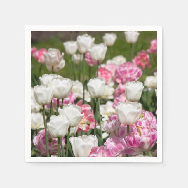 Ljusvita och rosa tulpaner på en solig dag pappersservett (Framsidan)