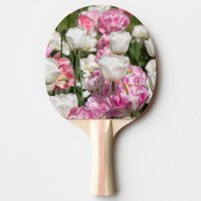 Ljusvita och rosa tulpaner på en solig dag pingisracket (Framsidan)