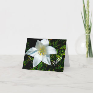 LJUSVITE, STAR-FORMAT BLOMMOR/HEJ/FOTOG KORT