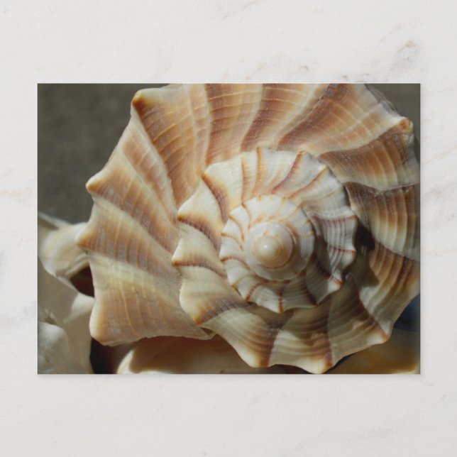 Ljusvykort för Whelk-Snäcka Vykort (Framsida)