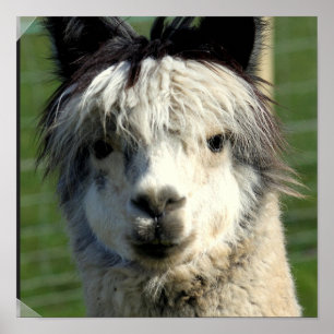 Llama Ansikte Poster