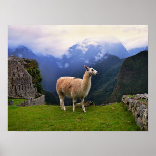 Llama at Machu Picchu, Peru Poster
