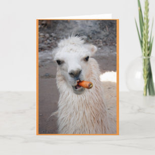 Llama äter morot. kort