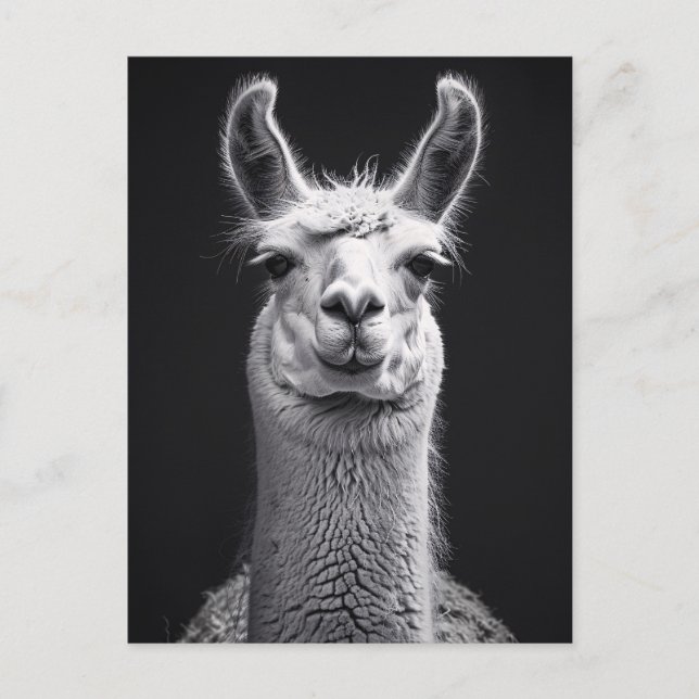 Llama Black and White Porträtt Vykort (Framsida)