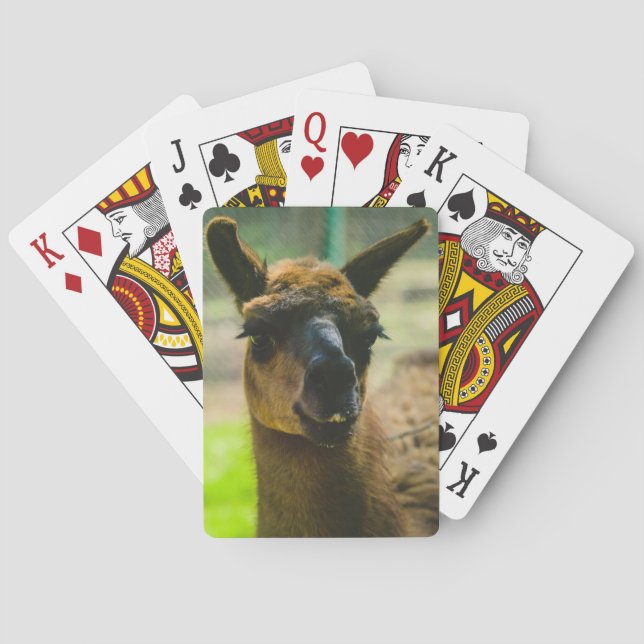 Llama Casinokort (Baksidan)