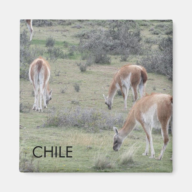 Llama Chile Magnet (Framsidan)