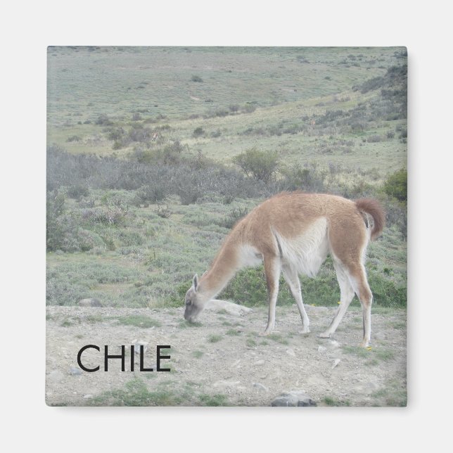 Llama Chile Magnet (Framsidan)