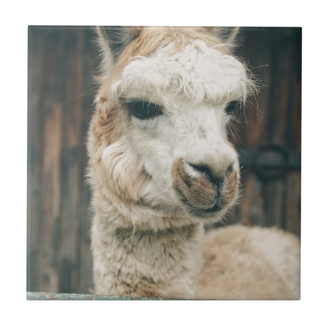 Llama Close Up Kakelplatta (Framsidan)
