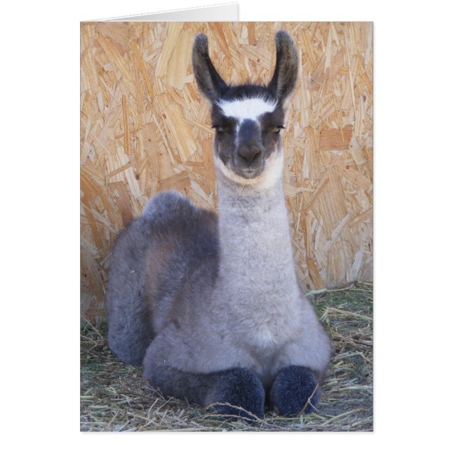 Llama Cria - blank OBS Kort (Framsidan)