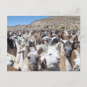 Llama Disco Vykort