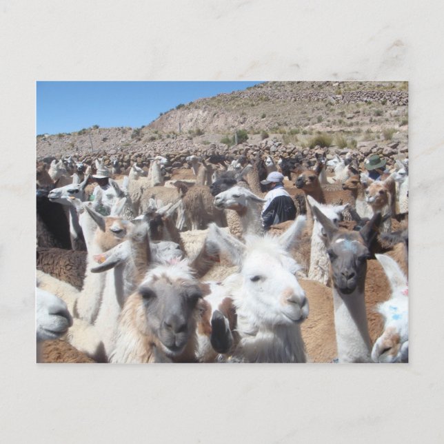 Llama Disco Vykort (Framsida)