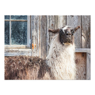 Llama framför en lada fototryck