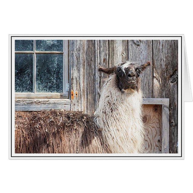 Llama framför en lada hälsningskort (Framsidan Horizontal)