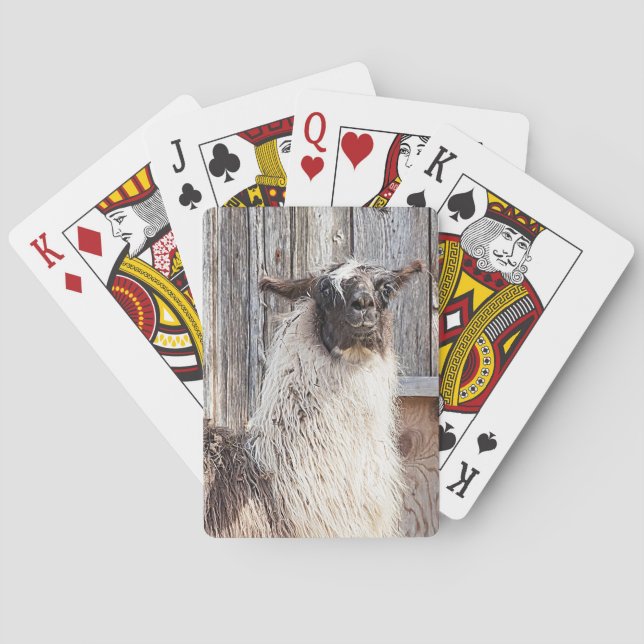 Llama framför en lada kortlek (Baksidan)