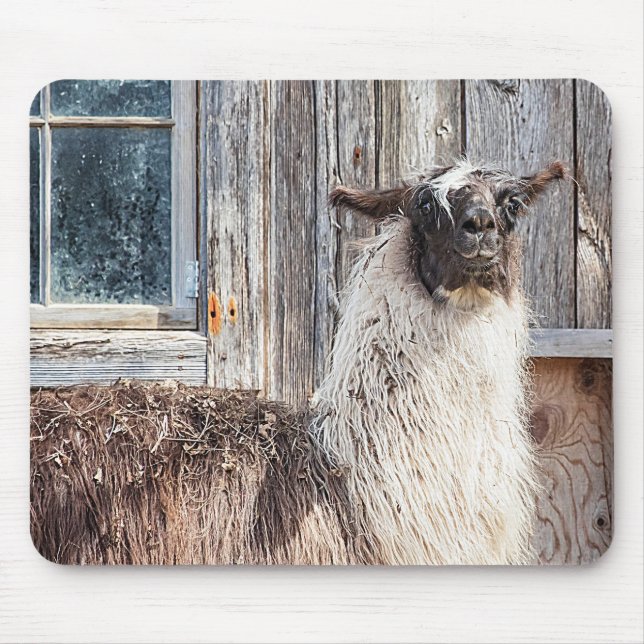 Llama framför en lada musmatta (Framsidan)