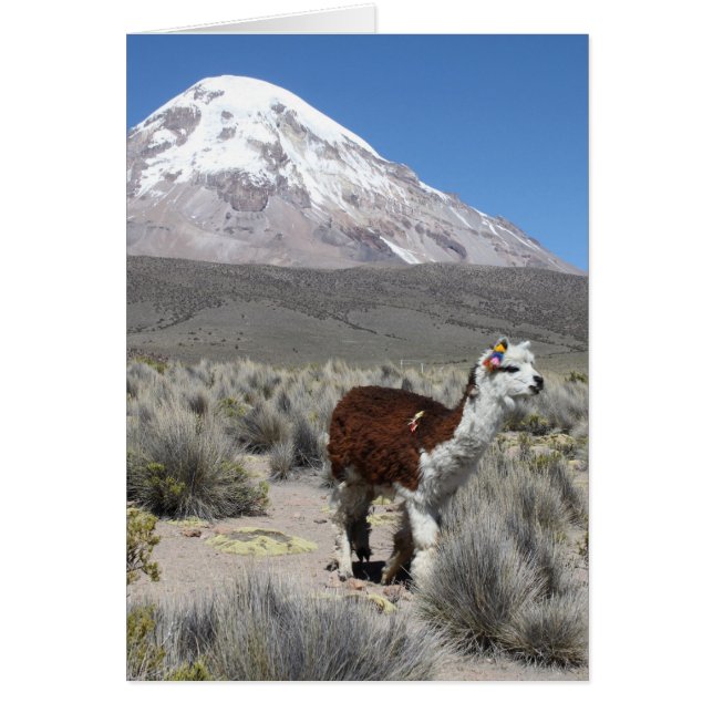 Llama från Snö Sajamabergen, bolivia-anteckningsko OBS Kort (Framsidan)