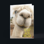 Llama Funny Birthday Card Kort<br><div class="desc">En Albino-lama,  nära och personligt.</div>