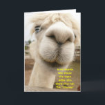 Llama Funny Birthday Card Kort<br><div class="desc">En Albino-lama,  nära och personligt.</div>