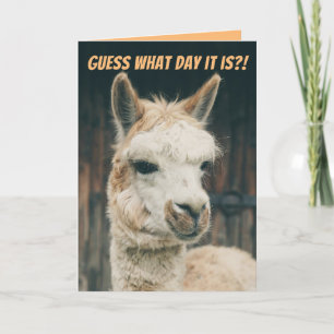 Llama - Gissa vilken dag det är - inte Hump Day Kort