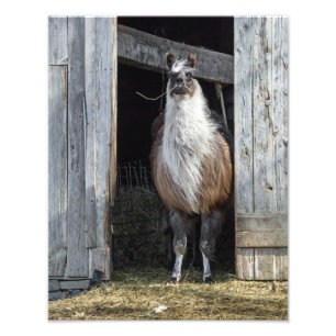 Llama, Hälsning Fototryck
