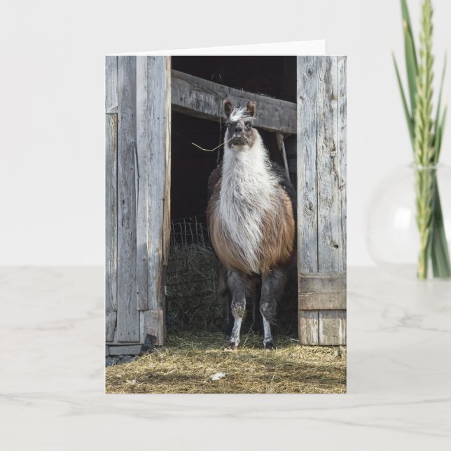 Llama, Hälsning Kort (Framsida)