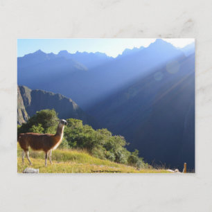 Llama i Andes Postcard Vykort