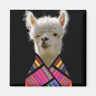 Llama i färg magnet