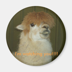 Llama I-förmiddag som håller ögonen på dig!!!! Magnet