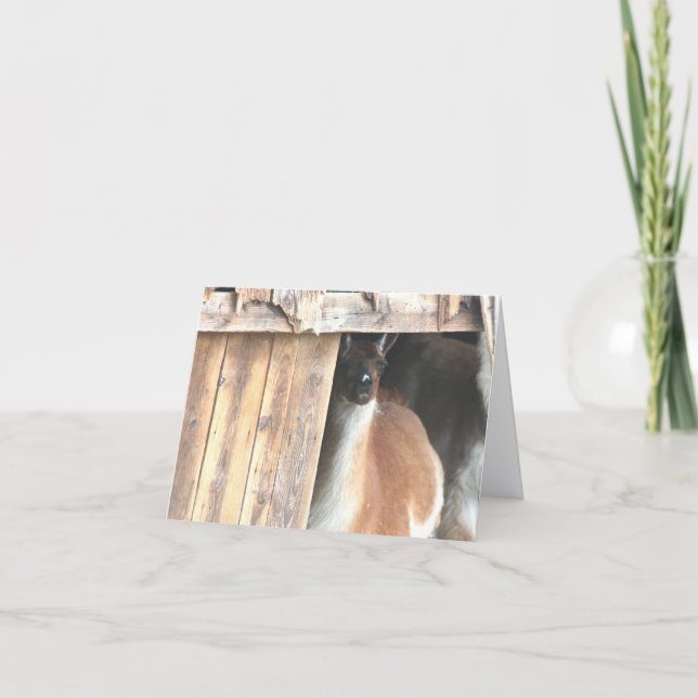 Llama In Barn Farm Animal Personalized Note Kort (Framsida)
