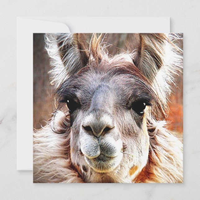 Llama Inbjudningar (Framsida)