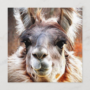 Llama Inbjudningar