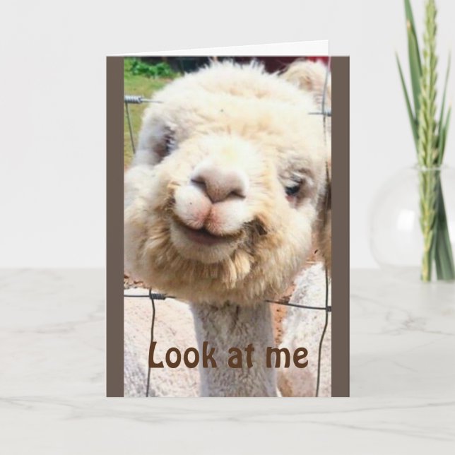 LLAMA KAN INTE TRO DET!! DU KAN INTE VARA "40" KORT (Framsida)