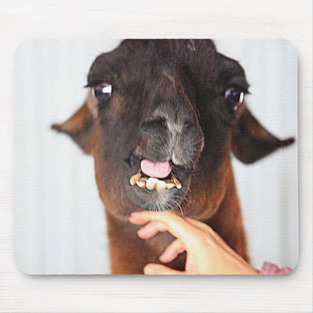 Llama Kärlek Musmatta (Framsidan)