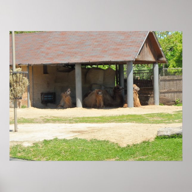 Llama Kärlek Poster (Framsidan)