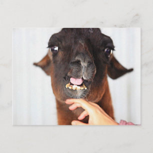 Llama Kärlek Vykort